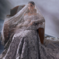Soraya - Eisley My Store